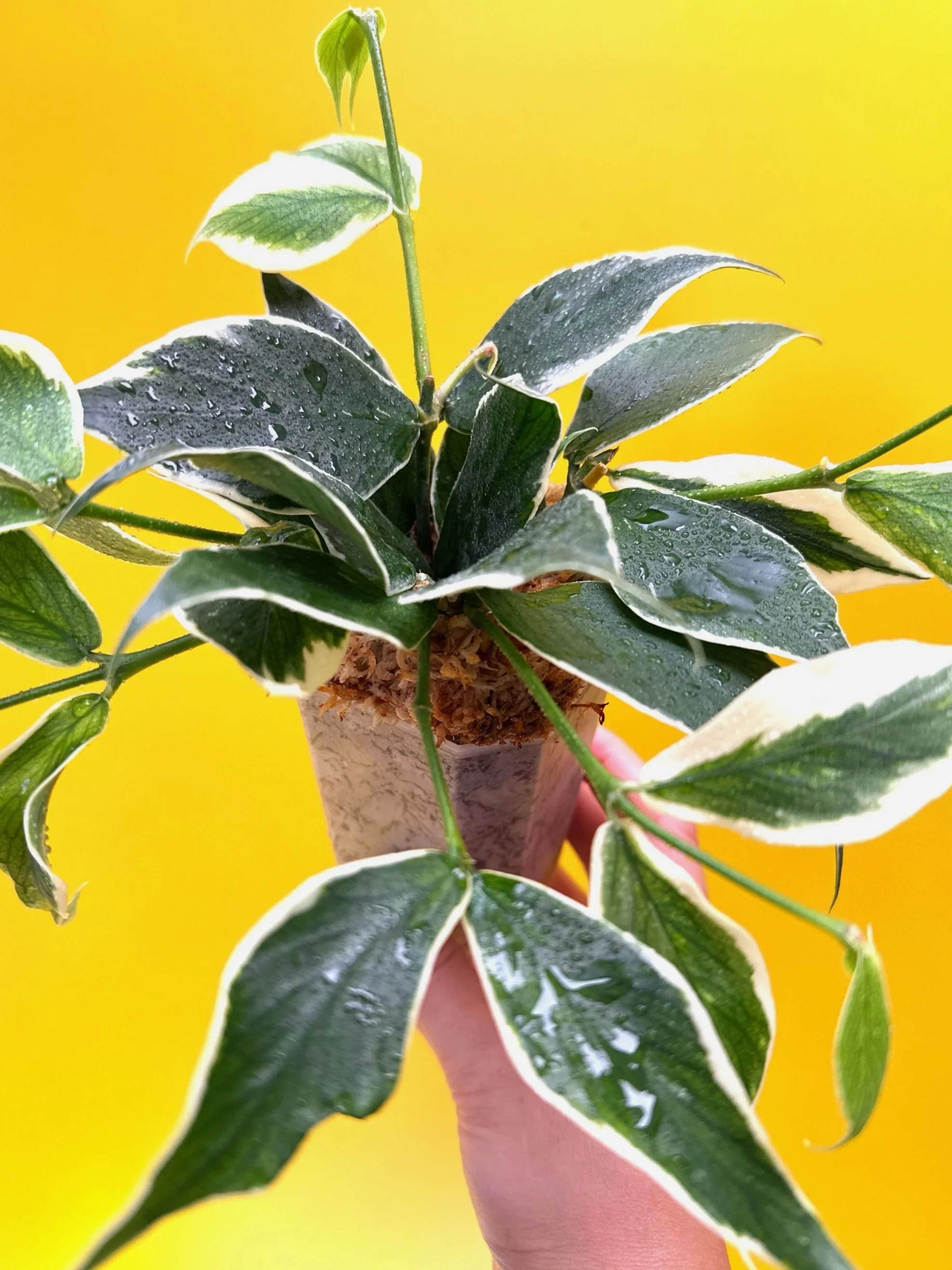 HOYA POLYNEURA ALBOMARGINATA - OUTER VARIEGATED — MELTY.AU | SHOP